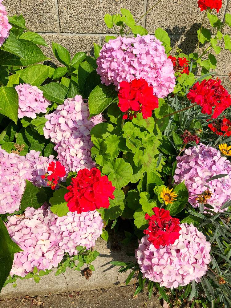 お出かけ先の画像 by ヒメハギさん | お出かけ先とアジサイとガザニアとゼラニウムとピンクの花と梅雨の花と夏の花と紫陽花 アジサイ あじさいと『あじさい2019』フォトコンテストと花のある暮らし