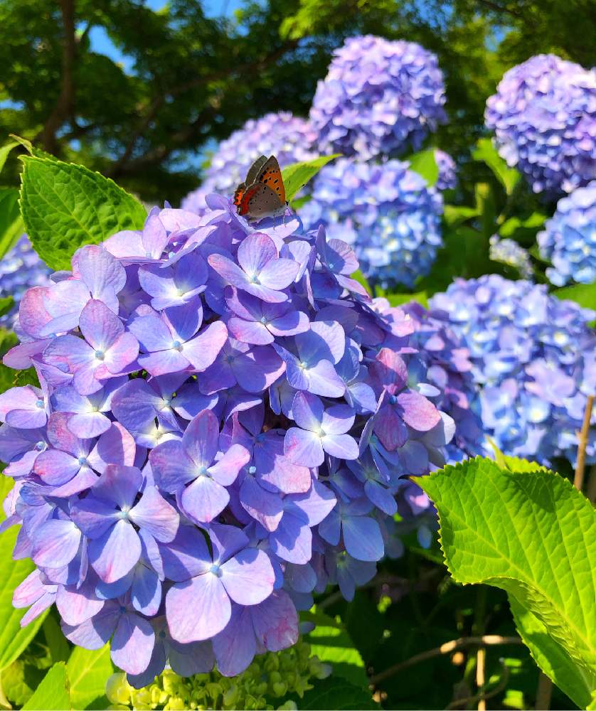 お出かけ先の画像 by ヒメハギさん | お出かけ先とアジサイと ベニシジミとムラサキの花と梅雨の花と夏の花と紫陽花 アジサイ あじさいと『あじさい2019』フォトコンテストとベニシジミと花のある暮らし