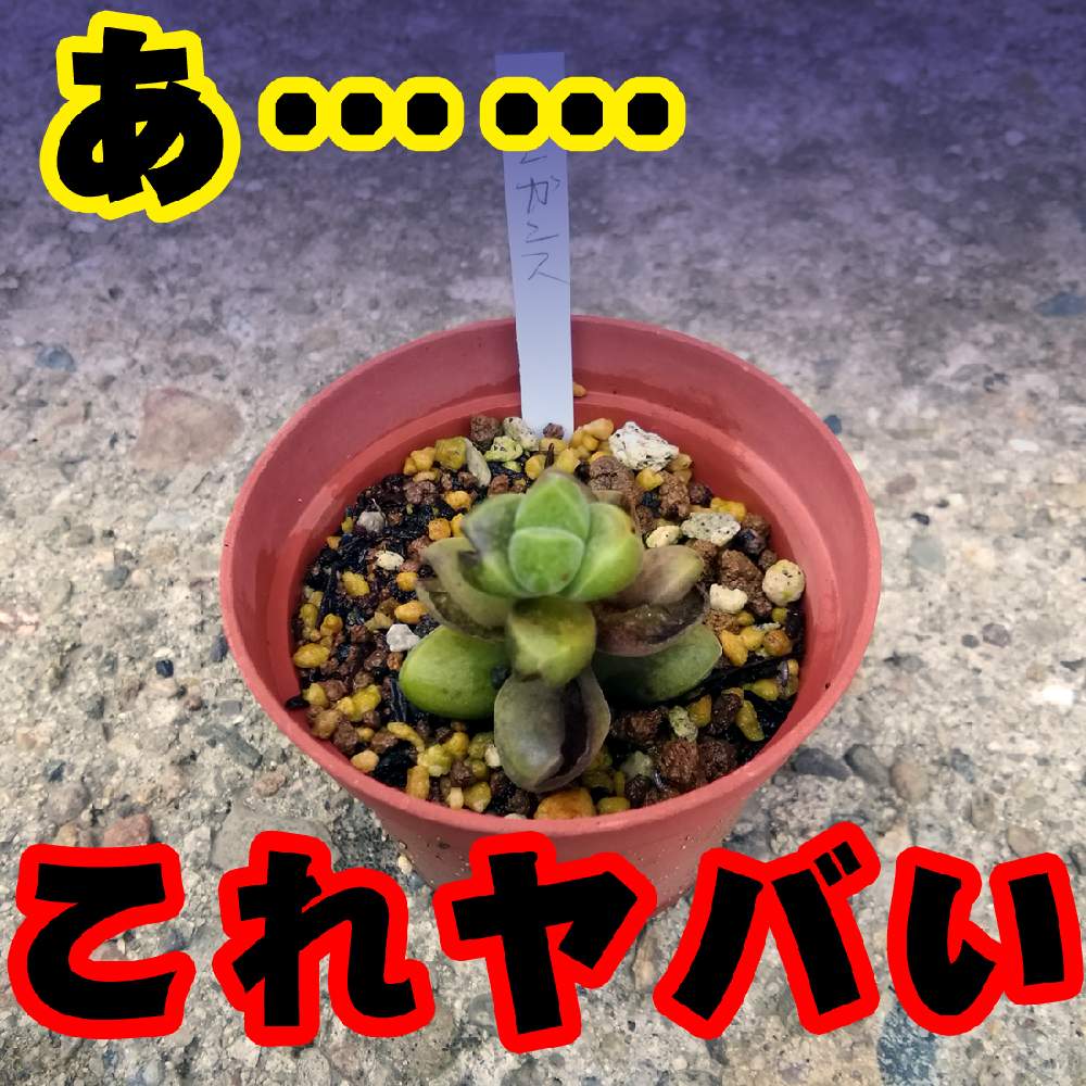 広い庭の画像 by 繁茂(しげしげ)さん | 広い庭とクラッスラ エレガンスと多肉植物と枯れた、腐ったと多肉のある暮らしとやってもうたと【こまち多肉部】と秋田多肉と多肉初心者