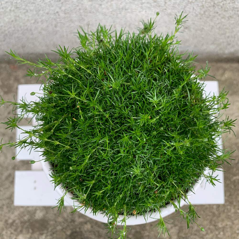 小さな庭の画像 by りんごさん | 小さな庭と花のある暮らしとGreenSnapmarcheとGREEN UP!とモフモフかわいいとサギナ(もふリッチ)とアイリッシュモス♡と小さなはなと癒しのグリーンと癒しの植物とふわふわ♡と小さい白い花ととっても小さい花