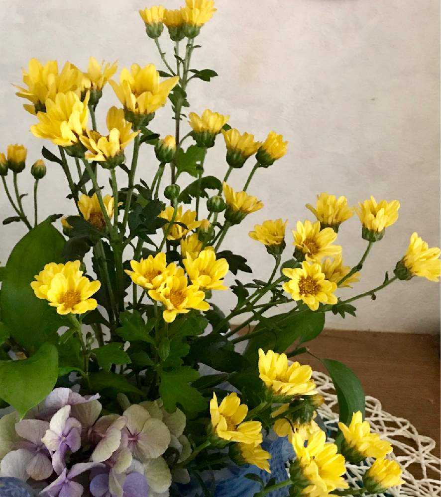 玄関の画像 by りんごさん | 玄関と紫陽花と小菊と自己流アレンジと庭に咲く花と大雨心配