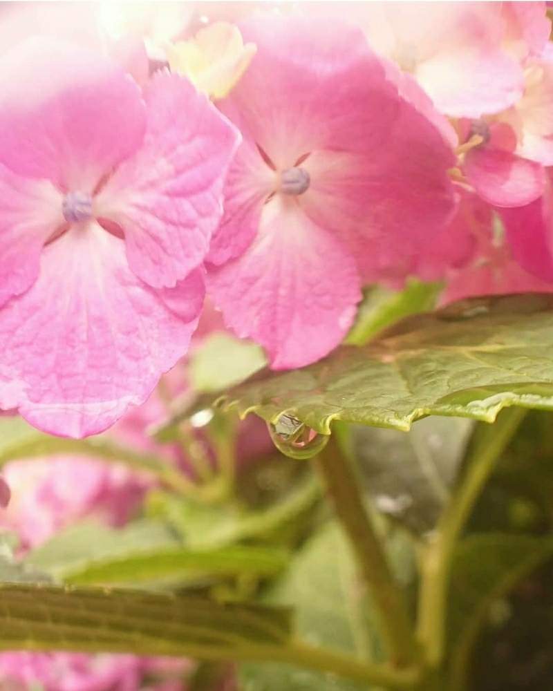 小さな庭の画像 by cherry♥sageさん | 小さな庭と紫陽花としずくとピンクの花と梅雨と『あじさい2019』フォトコンテストと花のある暮らしと広角レンズ