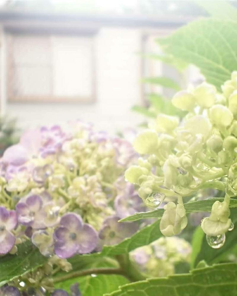 の画像 by cherry♥sageさん | 紫陽花としずくと清楚と綺麗と『あじさい2019』フォトコンテストと花のある暮らしと白い花と紫の花と広角レンズ