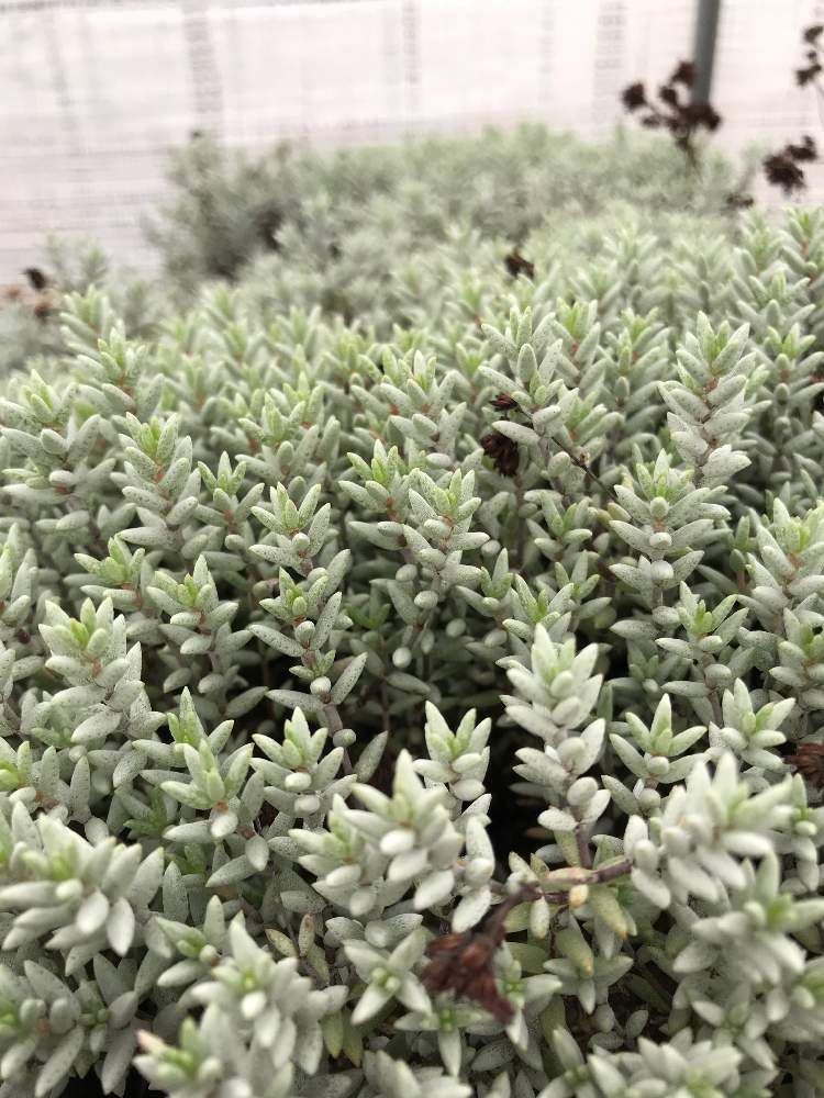 の画像 by さみぃ 優木園さん | 多肉植物とマイ・コレクションと今日の一枚と淡路島 多肉工房 優木園と優木園