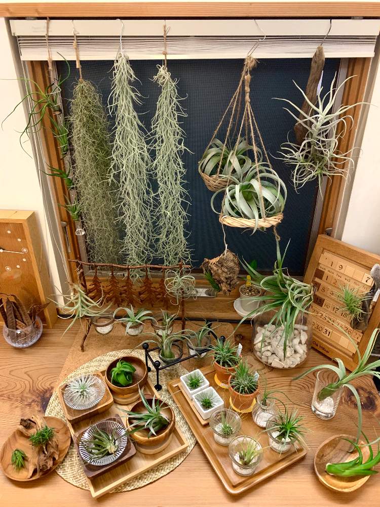 窓辺の画像 by GREENROSEさん | 窓辺と観葉植物とグリーン!グリーン!グリーン!とGS映えと植物とGS日和と植中毒とタニラーとリビングと花のある暮らしとかわいいな♡とうっとりとGREEN UP!とエアプランツと多肉初心者とインテリアグリーンとエアープランツ/チランジア