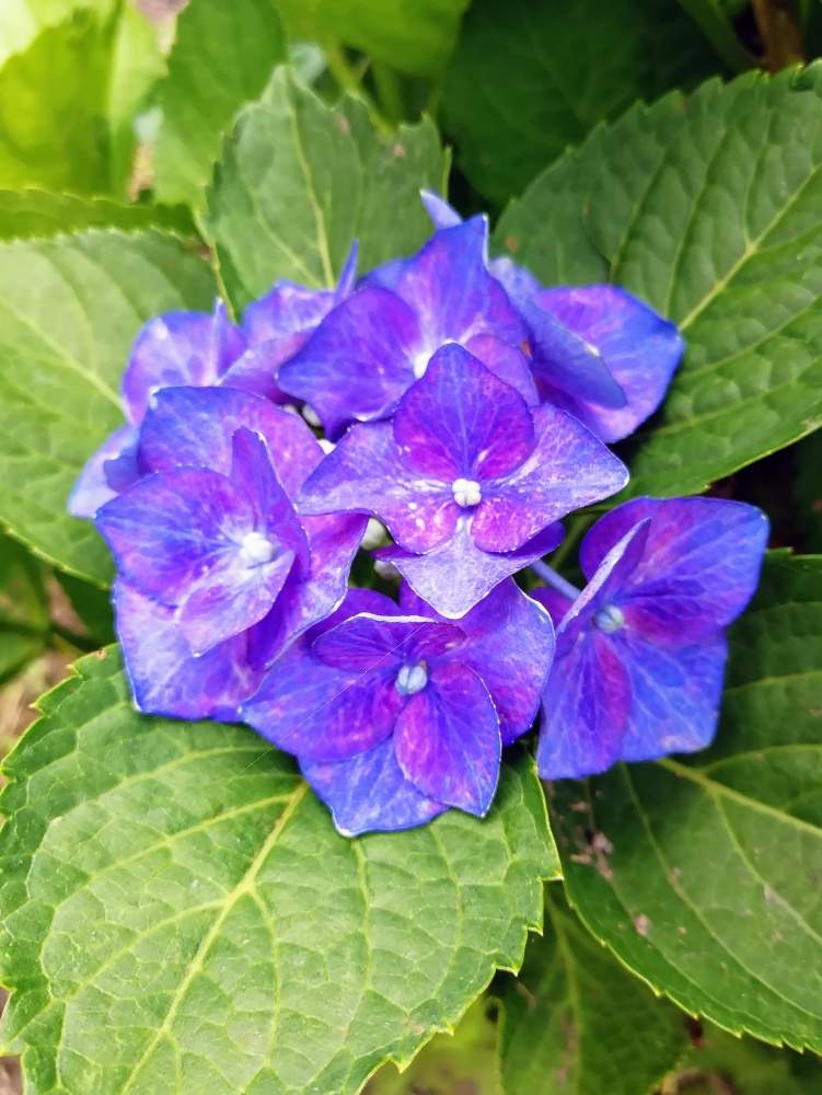 小さな庭の画像 by はなさん | 小さな庭と紫陽花と紫陽花 あじさい アジサイと紫陽花 アジサイ あじさいと花のある暮らしと携帯カメラと庭に咲く花
