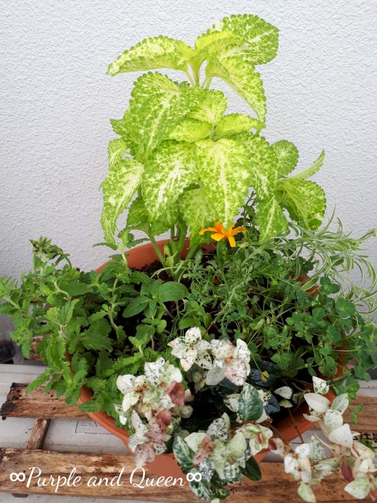 の画像 by 月華美神さん | 寄せ植えじゃなくて寄せ集め♡と花と緑のある暮らしとリラックス✨と緑化活動とベランダガーデニングと小さな庭❤と∞Purple and Queen倶楽部∞と癒しの香り♡と∞Purple and queen 倶楽部∞とみどりのまとめと心のやすらぎとみどりのまとめ♡と∞INFINITY∞と花のある暮らしと癒し✨と心がやわらぐとバルコニスト