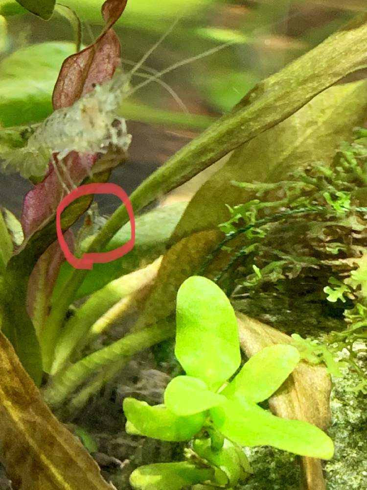 インテリアの画像 by mikaさん | インテリアと観葉植物と水草水槽とボトルアクアリウムと水草と魚の共存と観葉植物がスキと水草とアクアリウムとインテリアグリーンと水草と小さな命のある暮らしとミナミヌマエビ