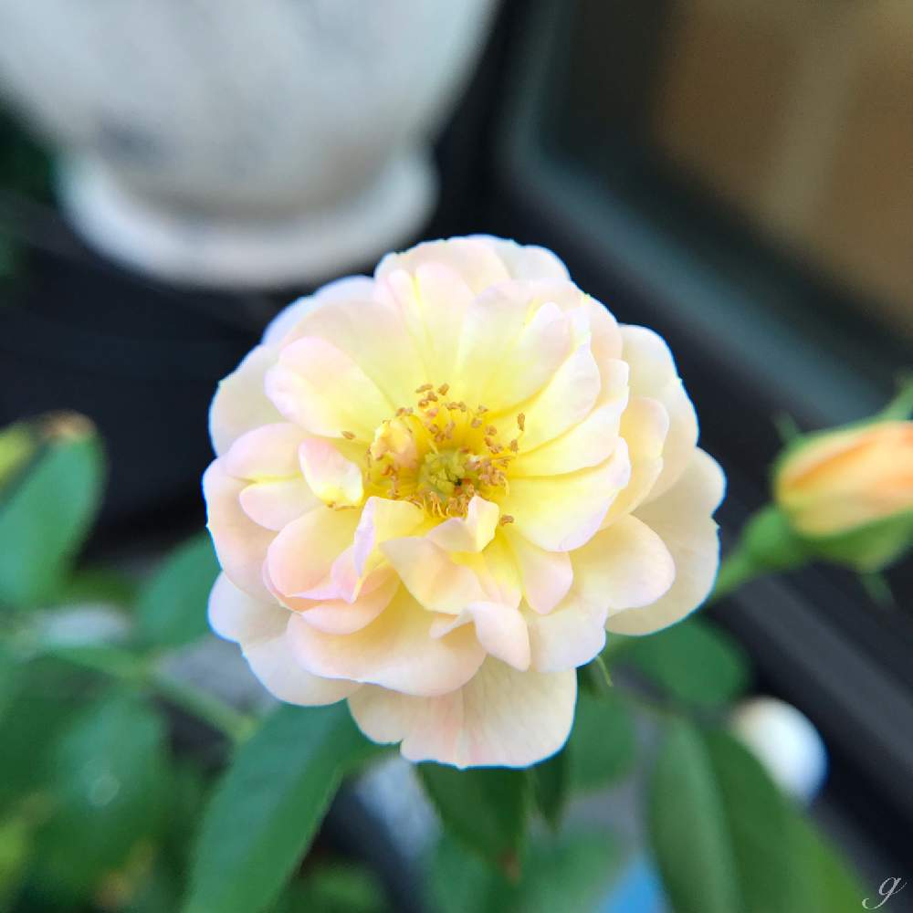 バルコニー/ベランダの画像 by gomamaさん | バルコニー/ベランダとミニバラと薔薇とミニバラ 薔薇とミニバラ プリズムとフローランドローズプリズムとミニバラ鉢植えとフローランドと成長記録と花のある暮らしとばら 薔薇 バラとバラ・ミニバラとミニバラフローランドプリズムとミニバラ プリズムと『マクロな世界』フォトコンテスト2019とおうち園芸