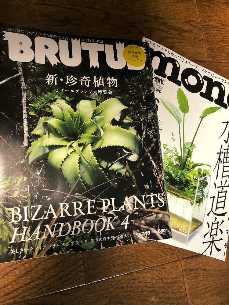 部屋の画像 by reoさん | 部屋とグリーンライフ♡とブロメリアと植中毒と緑のある暮らしとミドリと珍奇植物とメダカとビザールプランツ