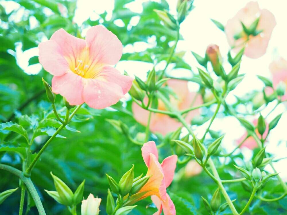 お出かけ先の画像 by ぐりーんさん | お出かけ先とノウゼンカズラ科と花のある暮らしと一眼レフと癒され風景