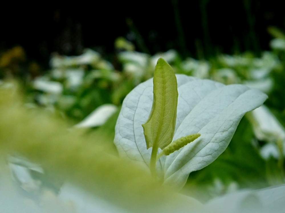 お出かけ先の画像 by toshi17さん | お出かけ先とハンゲショウと涼しげとスマホ撮影とお写んぽと花のある暮らしと北山緑化植物園とGREEN UP!としあわせ色と植物園巡りと華やかとGS映えと癒される♪と変わってる~とSUMMERと接写と白い花