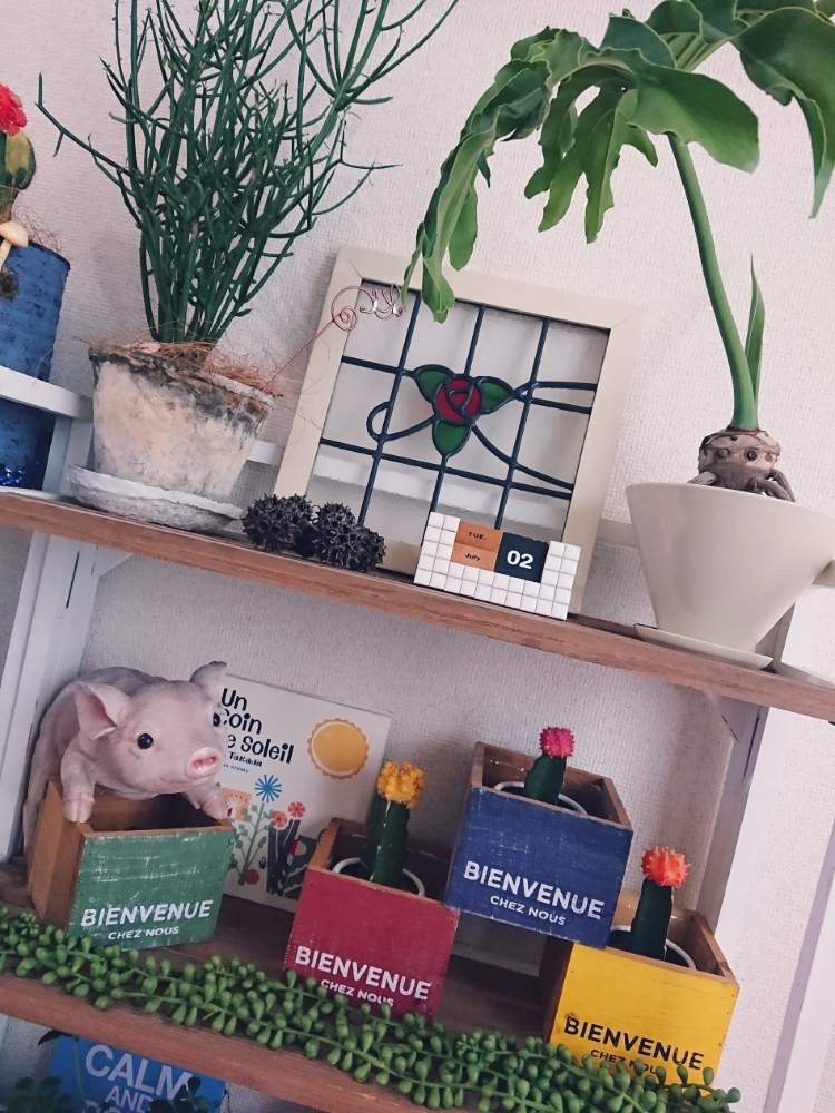 の画像 by kaorioka 2さん | フィロデンドロン・セロームとミルクブッシュとGS植物うちなーぐち会とHTCとたにおたくらぶNo.28と早起き倶楽部とHTCNo.176とチッチャイ星人同盟とご安全にーとGSミニモニ。と全国オヤジ連合会とバラと夢CLUBと全国オヤジ連合会No.5とレッツゴー三匹とたにおたくらぶ