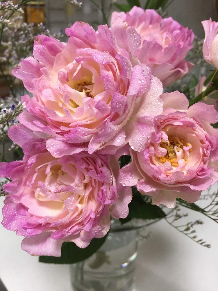 インテリアの画像 by Flower✴︎さん | インテリアとふわふわとばら バラ 薔薇と素敵なお出迎え♡と華やかと八重咲きとグッドアングル♡と感謝♡ありがとう♡と花のある暮らしとかわいいと家庭菜園奮闘日記と元気✨と素敵インテリア♡と癒し♡と咲いた!と可愛い♡