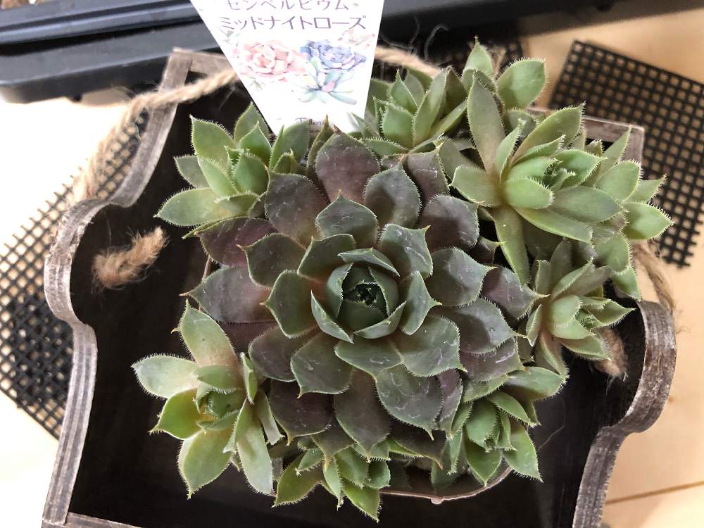 小さな庭の画像 by mamemameさん | 小さな庭と満員です!!と多肉植物と植え替え待ちとぎゅうぎゅうと ミッドナイトローズと多肉大好きとどうしたらいいですか?とセンペルビウム属と多肉女子と株分け?とタニク初心者と多肉病(*´˘`*)♥とたにおたくらぶ