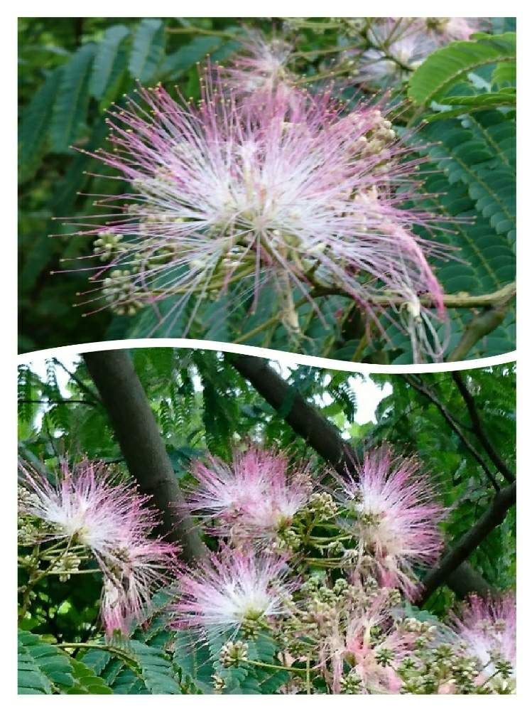 お出かけ先の画像 by おーじさん | お出かけ先とネムノキの花と野草と山野草と山歩きと花のある暮らしと里山と山の木の花と梅雨を楽しむ