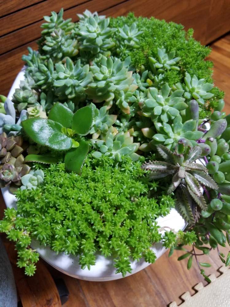 部屋の画像 by see3さん | 部屋とモコモコ♡と色あざやか⁎⋆*と多肉大好きと観葉植物の寄せ植えと可愛!!(^з^)-☆と雨ふりと久々投稿とぷくぷくちゃんと多肉女子とムズムズ( 〃▽〃)と多肉寄せ植え♪♪とGREEN UP!とおやすみ前の1枚
