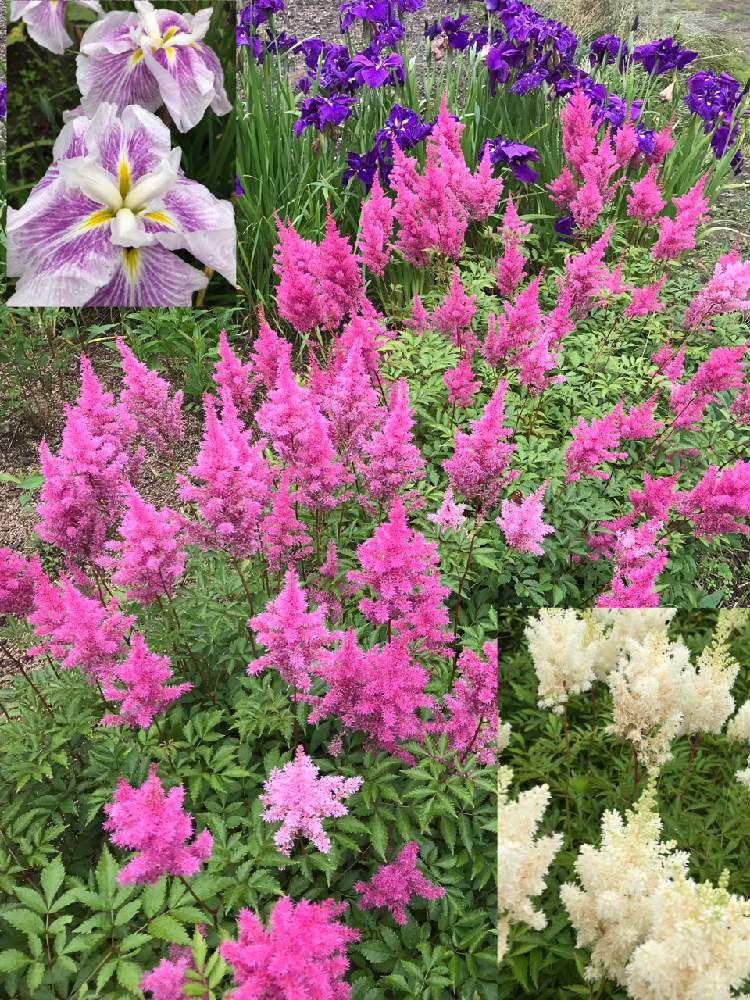 の画像 by トッティーさん | アスチルべとアヤメとガーデニングと花のある暮らしと実家の花と地植えの花