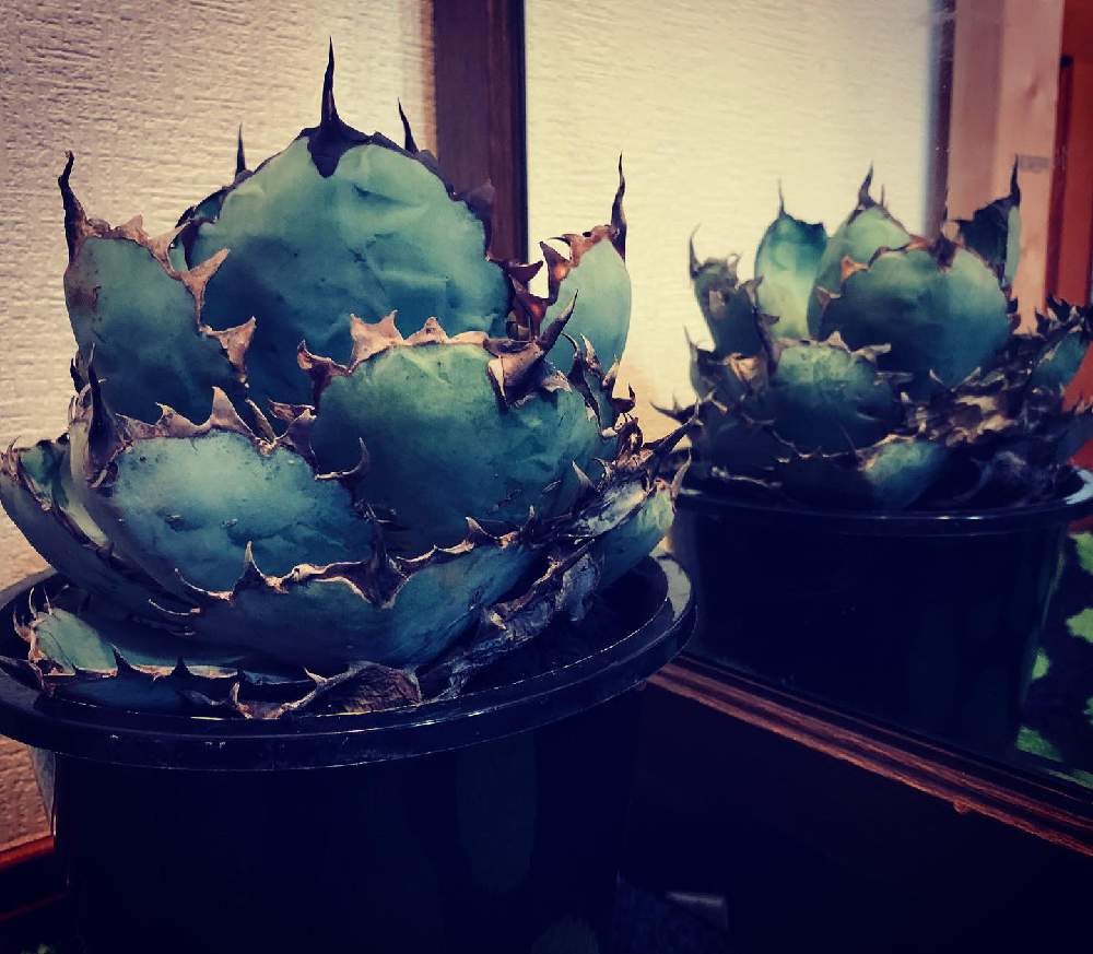 の画像 by daisukeさん | アガベ チタノータ ブルーボールと黒プラ鉢とアガベ AGAVEとagave loverと多肉超初心者とagavesとタニラーとアガベチタノタとblack&blueとagaveとtitanotaと男前とアガベ属
