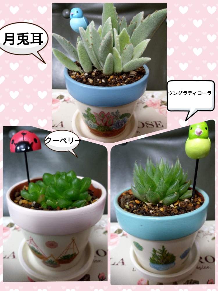 の画像 by ライラックさん | 多肉植物とハオルチア属とクーペリー☆と月兎耳♪と花のある暮らしとウングラティコーラ☘️
