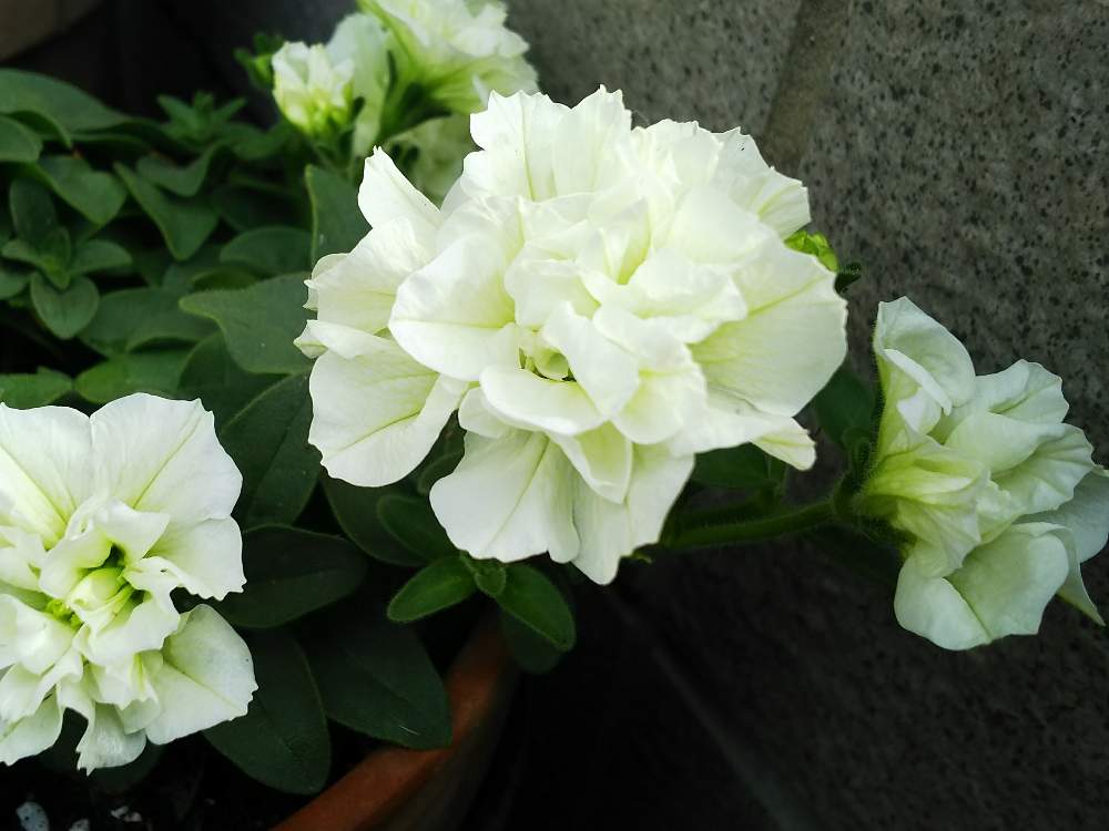 小さな庭の画像 by mokamoka01さん | 小さな庭と北の大地北海道とお庭を彩るお花・樹木フォトコンとペチュニア パニエ レモン*と今日の一枚と八重咲きペチュニア☆と花のある暮らしと頑張れ♡えっこと癒しの空間♡