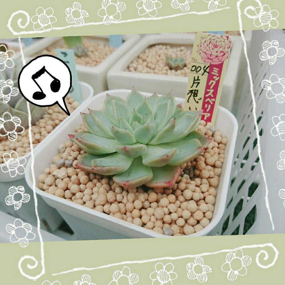 バルコニー/ベランダの画像 by シェリさん | バルコニー/ベランダと多肉植物とミックスベリアと多肉大好きとGSのみなさんに感謝♡と多肉成長記録と片想いと北海道タニラーとエケベリア属と多肉女子とタニラーと多肉棚と多肉植物 エケベリア