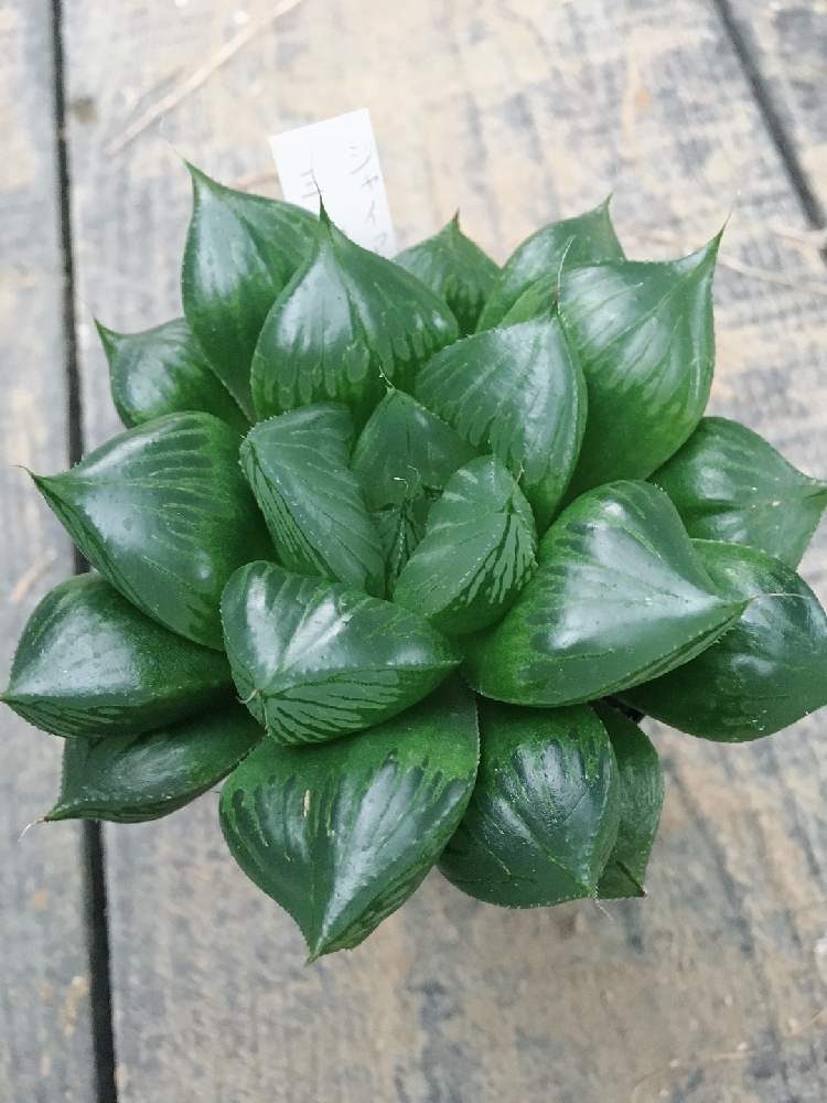 インテリアの画像 by はる succulents forestさん | インテリアとハオルチアとハオルシアとジャイアント三仙寿と多肉植物とハオルチア属と植物が好き♡とHaworthia:ハオルチア/ハオルシアとハオルシア属 と多肉女子と❤️いいね、ありがとうとタニラーと育てやすい多肉植物とメルカリと花のある暮らし