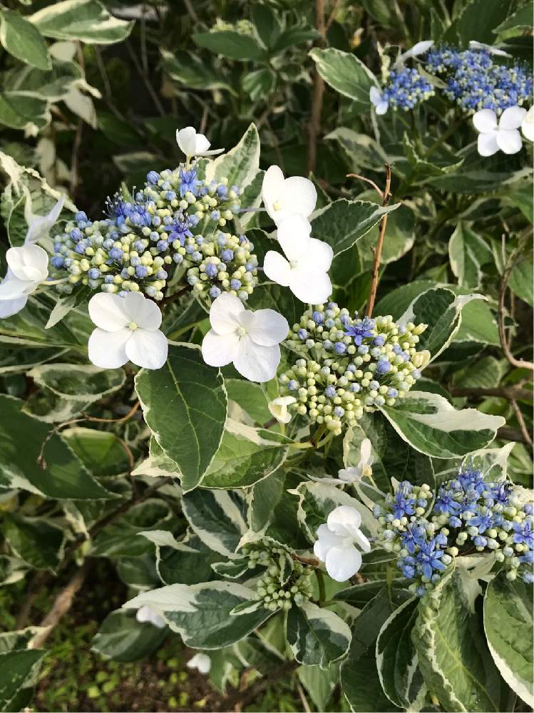 お出かけ先の画像 by まめこさん | お出かけ先と斑入り紫陽花と涼しげと花のある暮らしと緑のある暮らしとウオーキング
