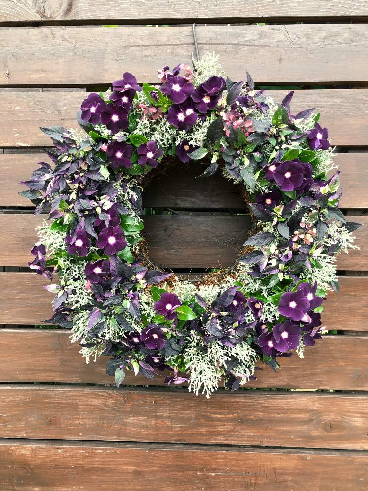 の画像 by Green&Flower Studio Li-anさん | 観賞用トウガラシパープルフラッシュ❁とLi-an styleと日々草 ブラックベリーとおすすめギフトと寄せ植えリース♡と寄せ植えとフラワーリースとLi-anとニチニチソウ☆とシルバーブッシュ!と オキザリスと花のある暮らしとオキザリス雅♡とクッションブッシュ!と旬の花