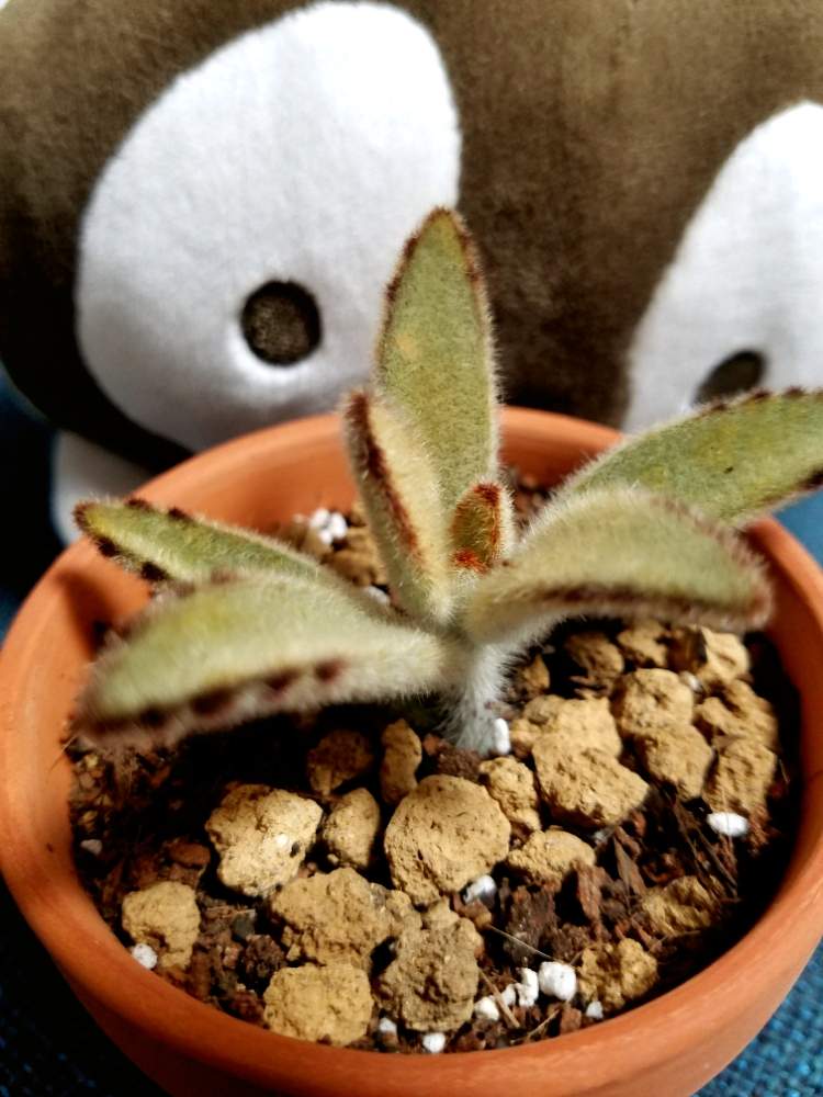 バルコニー/ベランダの画像 by だぁ(゚ー゚*)さん | バルコニー/ベランダと多肉植物と月兎耳ちゃんとモケモケ、モフモフ〜。ともけもけとうさぎシリーズと ̄(=∵=) ̄と多肉女子とカランコエ属と ゴールデンラビットとモフモフとタニク初心者とタニクちゃん