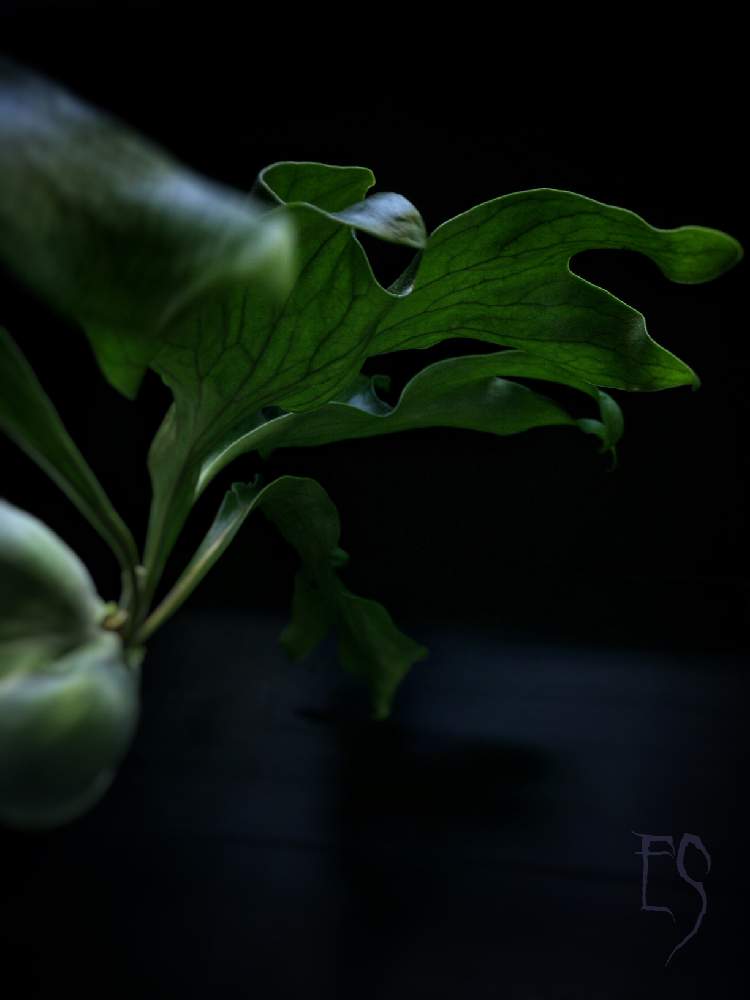 部屋の画像 by Esさん | 部屋と着生植物と コウモリラン と ビカクシダと新芽フェチとシダで幸せと植中毒と着生シダとシダはいいぞとシダ植物と葉脈フェチとビカクシダ属とうっとりと萌え萌え