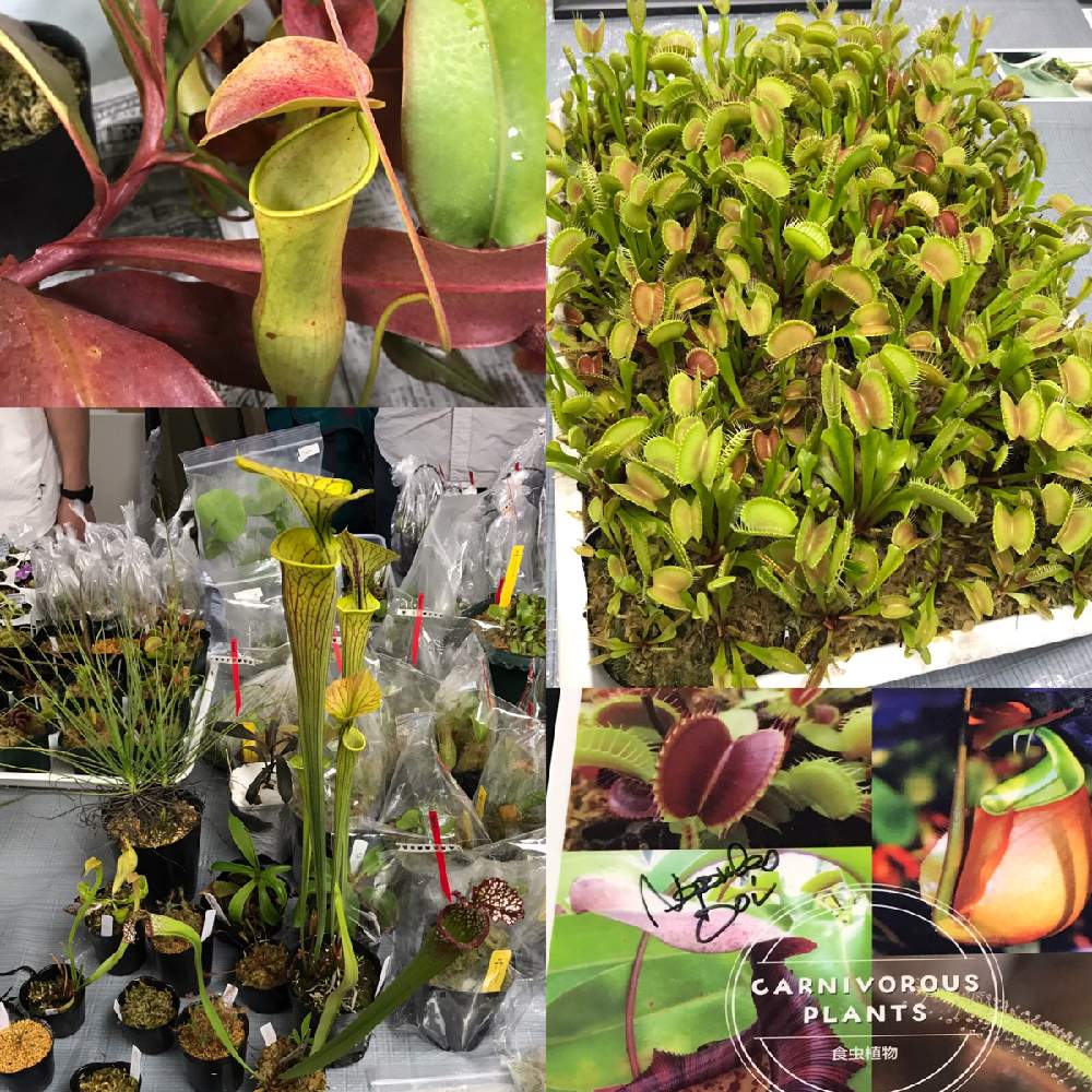 お出かけ先の画像 by 必勝社さん | お出かけ先とハエトリソウとサラセニア属と植物男子と食虫植物とサラセニア原種と食虫植物のある暮らしとGS映えとGS日和と兵庫県立フラワーセンターと植中毒と今日の一枚と食虫植物・ウツボカズラとサラセニアと珍奇植物と珍しい植物と食虫植物 サラセニアとアウトドアリビングとサラセニア科と関西食虫植物探索会(関西集会)と食虫植物広め隊
