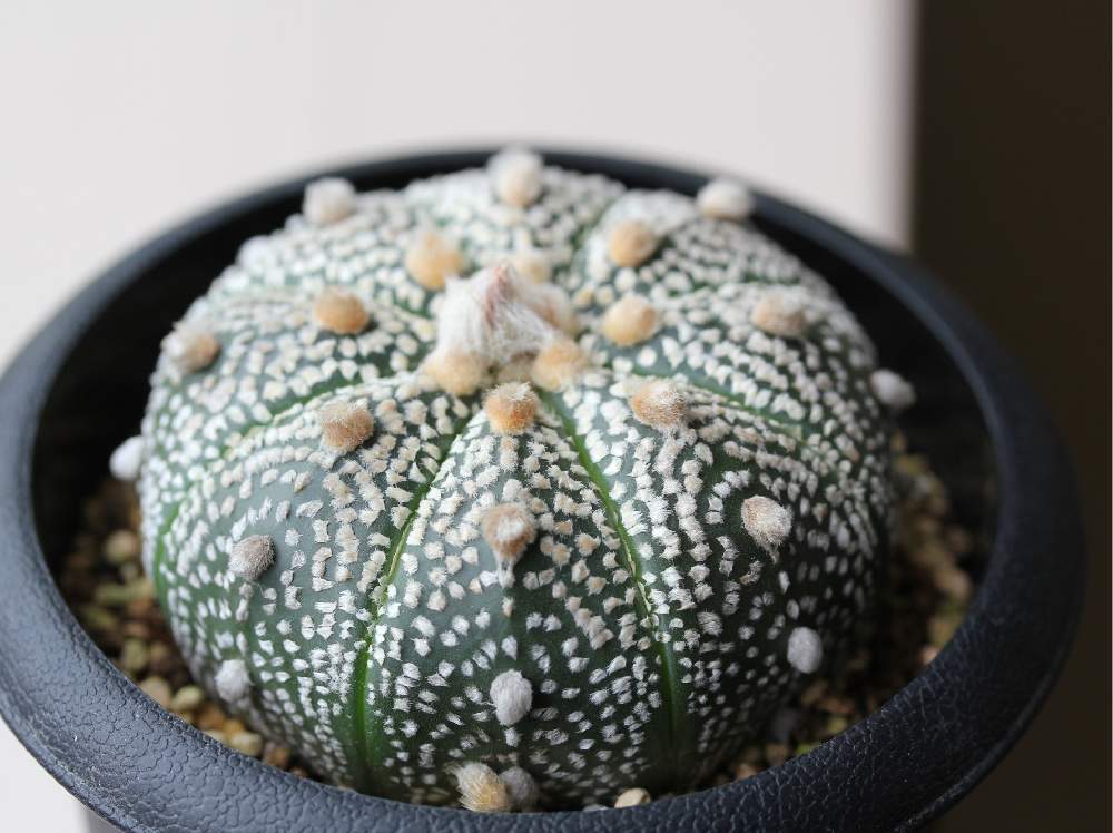 インテリアの画像 by jillさん | インテリアとサボテンと兜丸とアストロフィツム属 兜丸と多肉植物とcactusとじるのサボテンとアストロフィツムとAstrophytumとGS映えとGS日和と今日の一枚とアストロフィツム属とinteriorgreenと珍奇植物とビザールプランツとsucculent