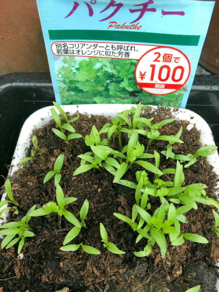 小さな庭の画像 by maii0316さん | 小さな庭とパクチーと令和最初の植物と手作り育苗ポットとお庭を彩るお花・樹木フォトコンと多肉女子とGreenSnapmarcheと花のある暮らしと家庭菜園奮闘日記とGREEN UP!と成長したと本葉が出る