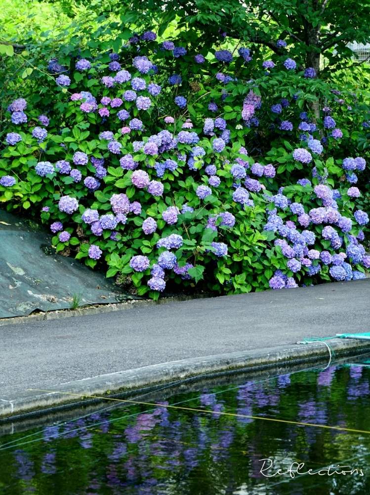 お出かけ先の画像 by toshi722さん | お出かけ先とあじさい、紫陽花、アジサイ、アナベルとミニモネ池と梅雨の頃と岐阜県と散歩道と綺麗な緑❤と錦鯉と映り込みと美濃市とちんちん電車遊歩道