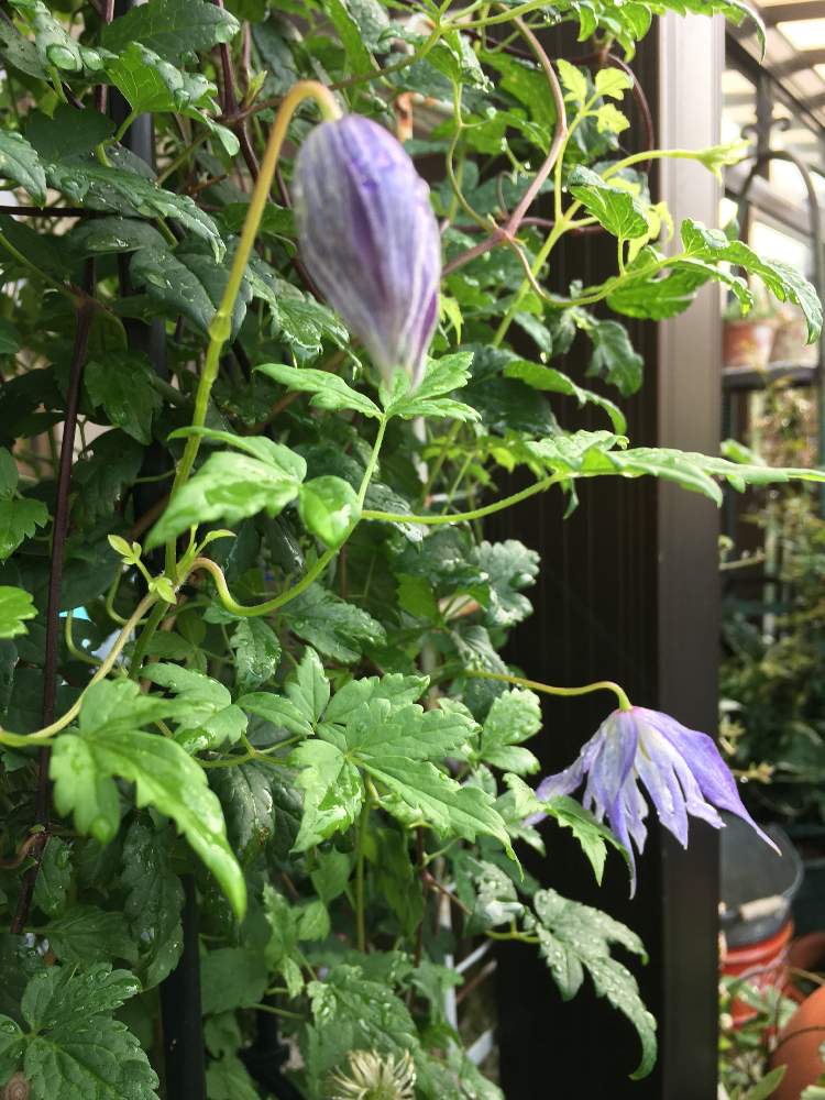 小さな庭の画像 by 植花夢♪さん | 小さな庭とクレマチス・マクロペタラと開花(=^ェ^=)と今日のお花とクレマチス 地植えと花のある暮らしとクレマチス 鉢植えと庭の宿根草