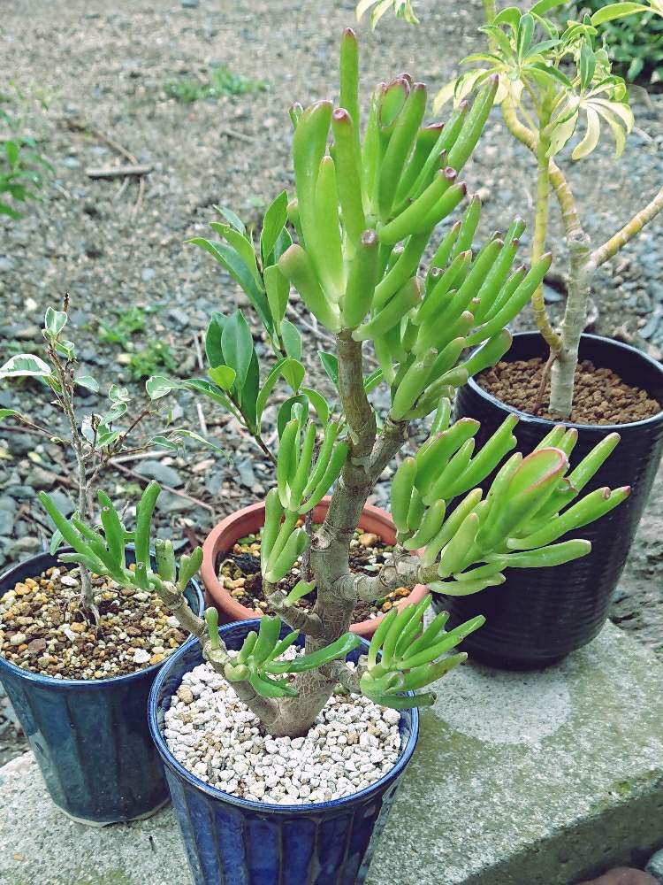 の画像 by グレイマンさん | ゴーラムと多肉植物とクラッスラ属