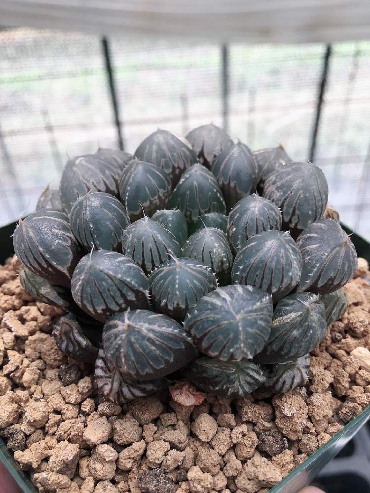 インテリアの画像 by はる succulents forestさん | インテリアとハオルチアとハオルシアとカンクロウとはるさん苗と観葉植物とハオルチア属とはるさん苗︎☺︎とはるちゃんハオルチアと植物が好き♡とハオルシア属 と多肉女子と❤️いいね、ありがとうとタニラーと育てやすい多肉植物とメルカリと花のある暮らしと自家製実生苗