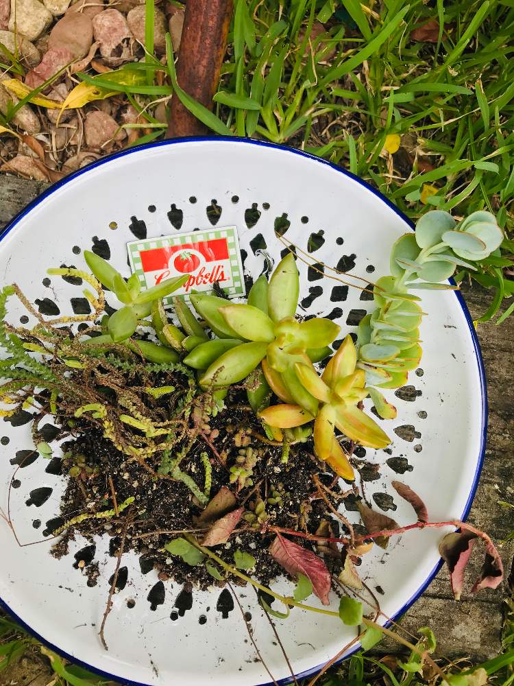 アプローチの画像 by bu--bu--chanさん | アプローチと多肉植物と自宅にてと沖縄と我が家とホーローと多肉女子とプクプクとお庭とジャンクガーデンと放置プレーと多肉寄せ植えとネルソル