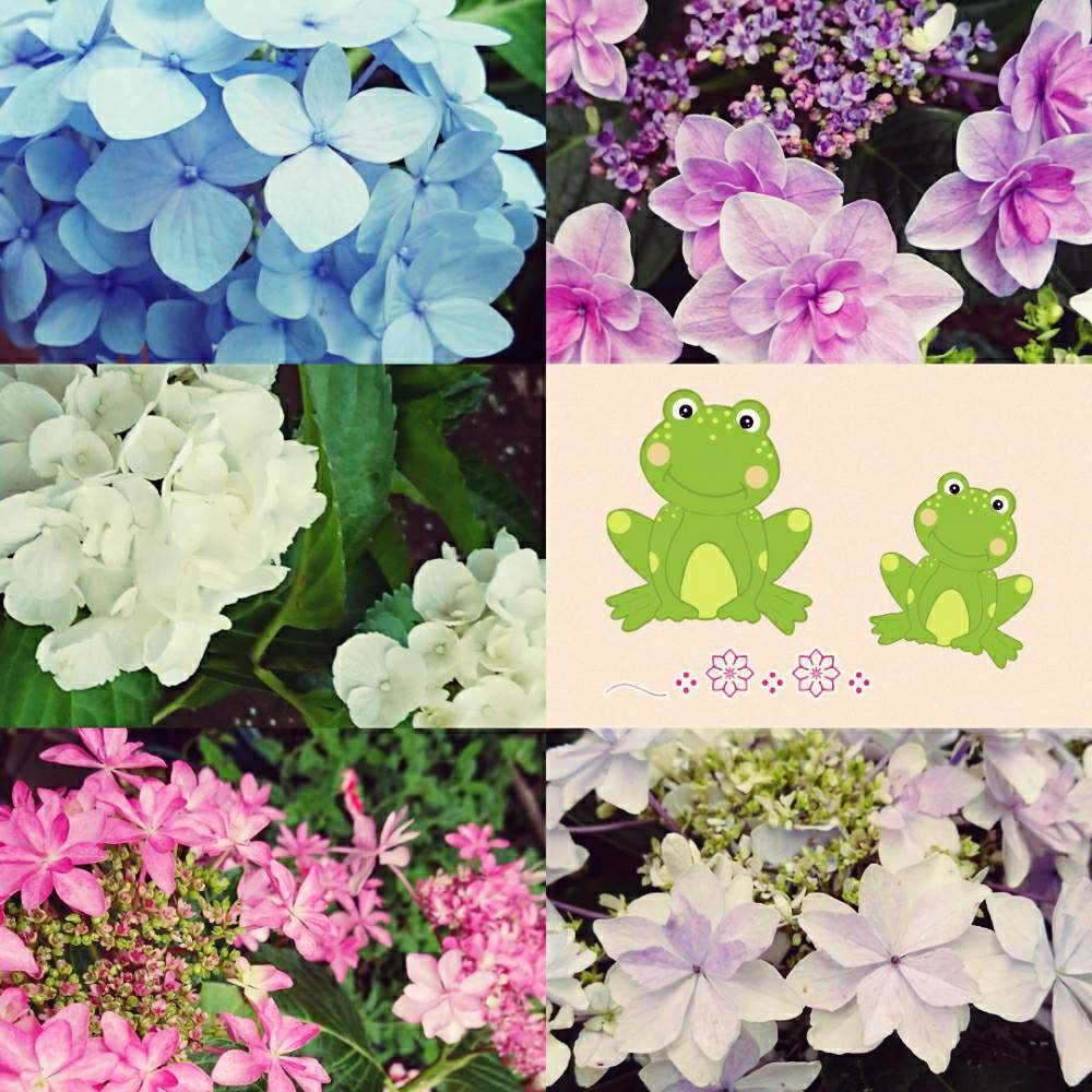 の画像 by マミさん | ティンカーベルとダンスパーティーと霧島の恵みとホワイトシュガーとすみだのはなびと二年目シリーズと小庭♪と3年目とバラと夢CLUBとミニ花壇と色の変化が好き♡♡と花のある暮らし