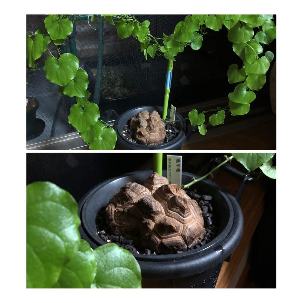 窓辺の画像 by るぱぱさん | 窓辺と多肉植物 多肉大好き 癒し 可愛いと多肉植物と多肉ちゃんとかわいい多肉とコーデックスとアフリカ 亀甲竜と多肉植物とサボテンと亀甲竜。と多肉植物 多肉の有るくらし
