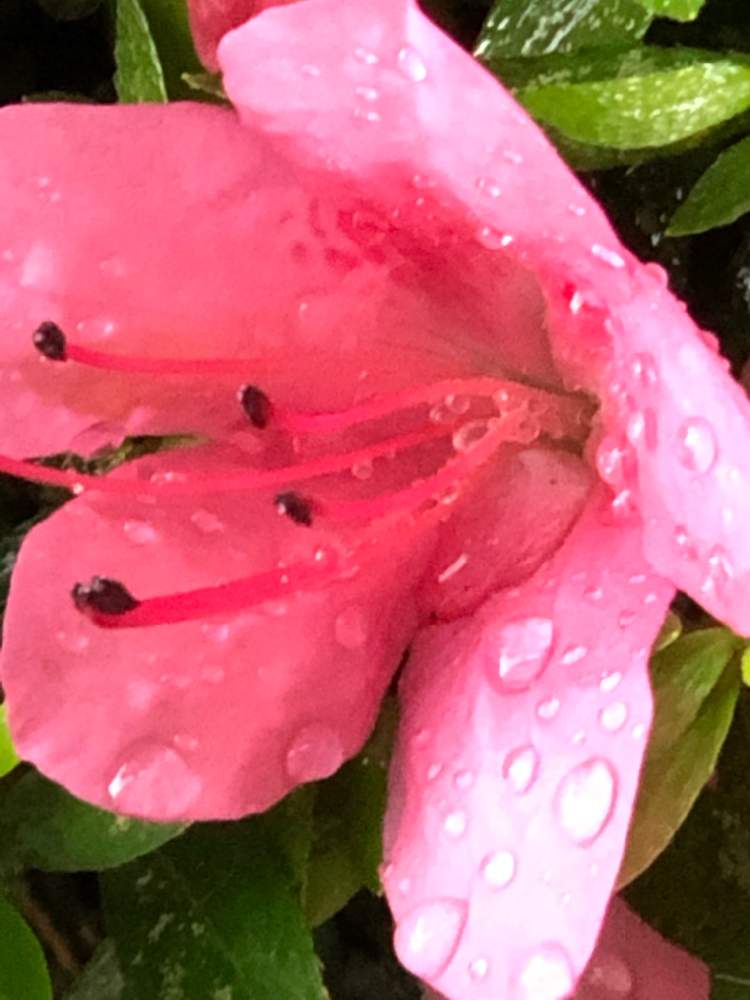 小さな庭の画像 by キミさん | 小さな庭とサツキと今日は雨☔️とそろそろ終盤と赤い花と花のある暮らしとピンクかわいいとかわいい❤と色合いが好き♡と『マクロな世界』フォトコンテスト2019