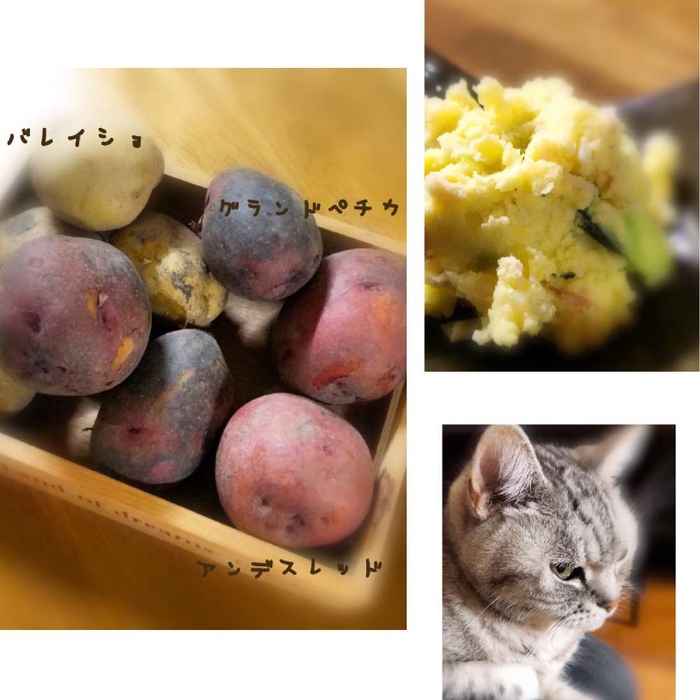 の画像 by Lin*さん | ネコ好きとアンデスレッドと多肉女子とグランドペチカとバルコニスト