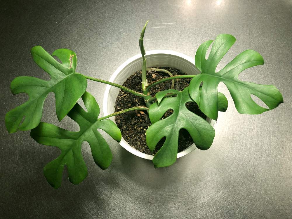 インテリアの画像 by komiya420さん | インテリアとヒメモンステラと観葉植物と植物男子とgs初心者と酒のために植物を育てるとGS映えと新芽キタ━(゚∀゚)━!と根っ子フェチとモンステラ,と新芽