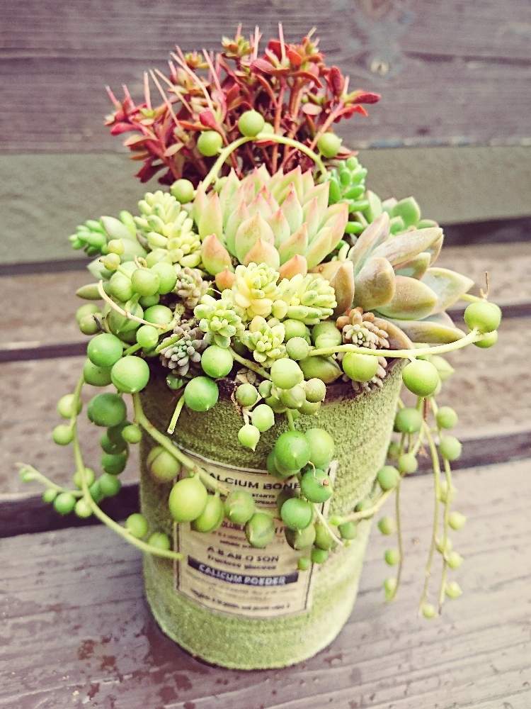 の画像 by 花MARUさん | 多肉植物と寄せ植えと葉っぱのある暮らしと多肉植物のある暮らしと晴れの国タニラーGPとバラと夢CLUBと多肉ラボ©と葉っぱ大好きと花のある暮らしと被災地にエールを…。とたにおたくらぶと被災地に心をよせて☘️とMARUペースで投稿と繋がりに感謝✨とGS植物うちなーぐち会