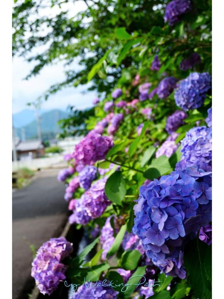 お出かけ先の画像 by toshi722さん | お出かけ先とあじさい、紫陽花、アジサイ、アナベルとちんちん電車遊歩道と美しい花と梅雨の頃と岐阜県と散歩道と綺麗な緑❤と美濃市