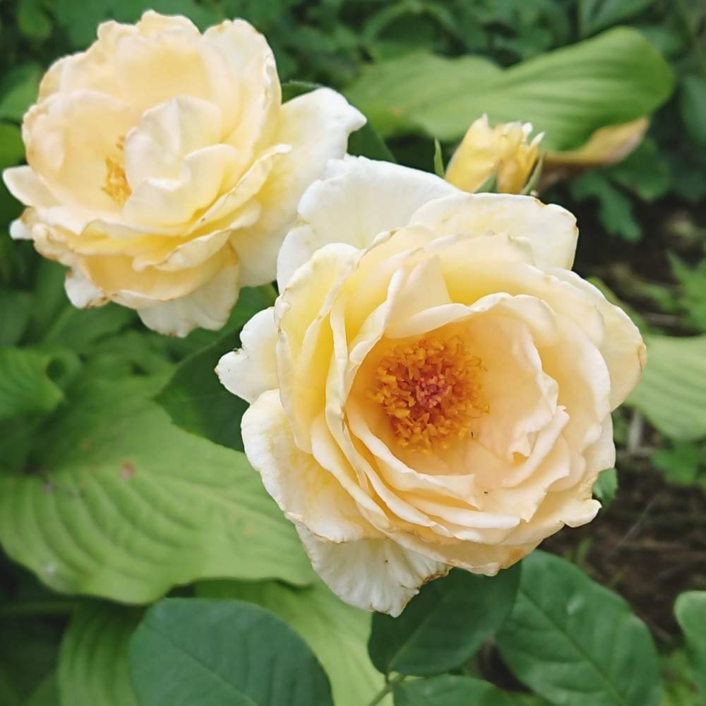 小さな庭の画像 by レイニーブルーさん | 小さな庭とHTCとキュンキュン乙女倶楽部とばら バラ 薔薇と薔薇愛同盟と2019春バラ RainyBlueGardenと花のある暮らしと薔薇♪とロザリアンと薫乃 バラと薔薇大好きとばらに魅せられて