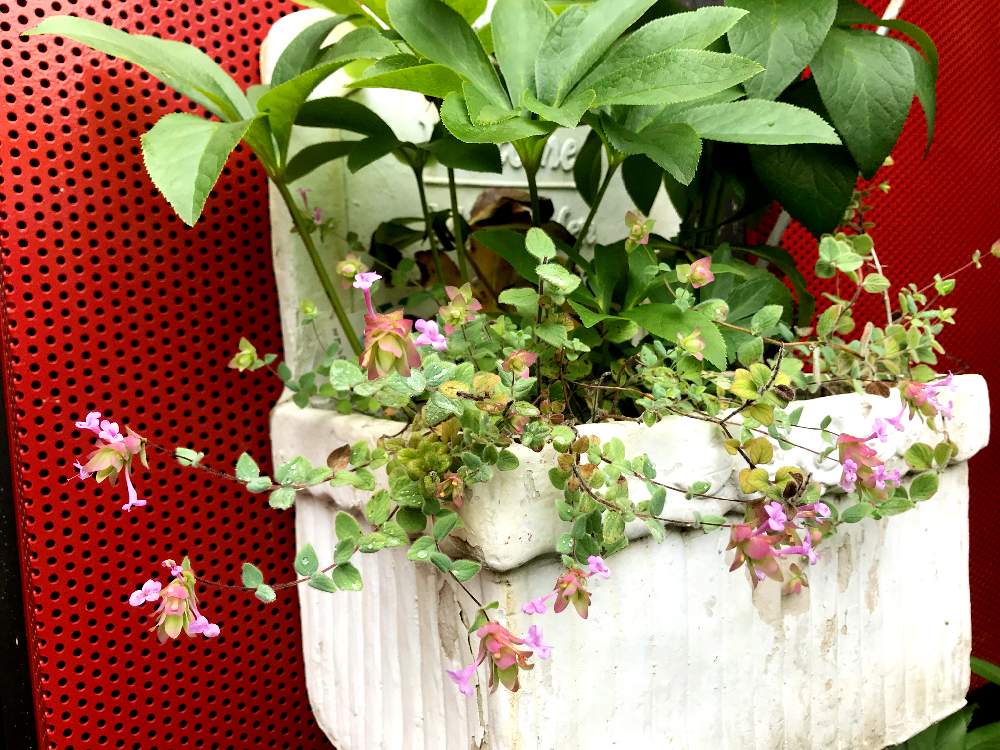 小さな庭の画像 by りぃふテリアさん | 小さな庭と開花とお気に入りと鉢植えと可愛い子と花のある暮らしと押し花と宿根・多年草