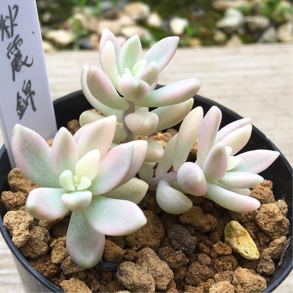 の画像 by 多肉植物専門店 RuPo“ルポ”さん | 令和最初の植物とコノフィツム属 ペルシダムとエケベリア×エケベリアと購入可能ですと静夜☆とベルムのお花とルポさんとRUPOとRuPoさんとセダムジェットバースと姫秋麗丼とエケベリア マリアと多肉女子とコノフィツム・ウビフォルメとルポとRUPOさんの多肉と家庭菜園奮闘日記と 姫秋麗と下和佐と姫秋麗錦