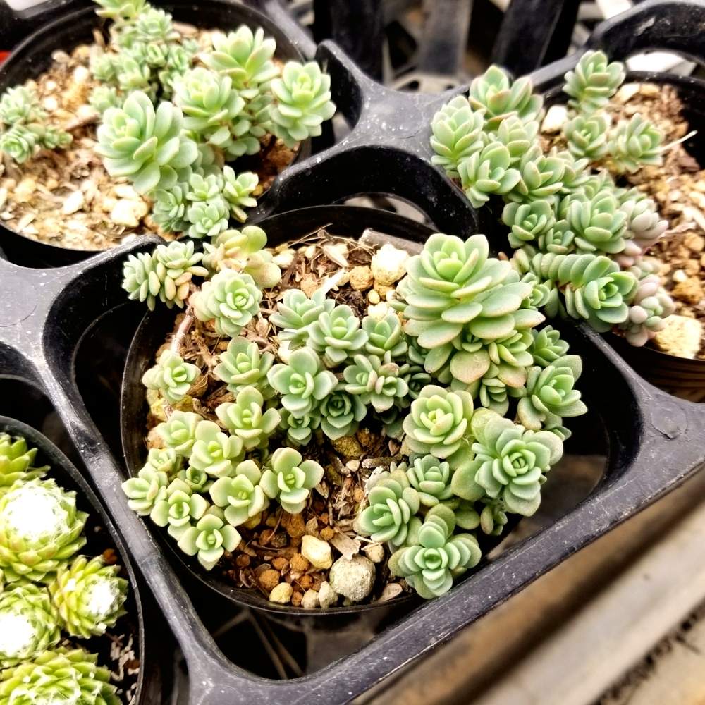 の画像 by 河野自然園さん | プルケルムとセダム属と多肉植物と大掃除中とGS映えと夏期休業中と横浜と放置多肉と多肉女子と河野自然園